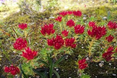 Rhodiola fastigiata